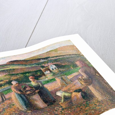 Picking Potatoes, 1893 by Camille Pissarro
