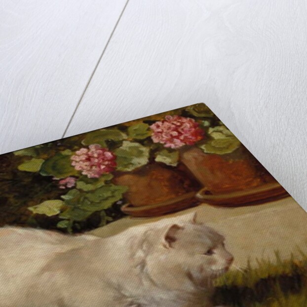 A White Persian Cat with a Ladybird by Arthur Heyer