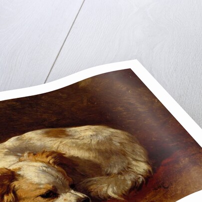 A Papillon by Henriette Ronner-Knip