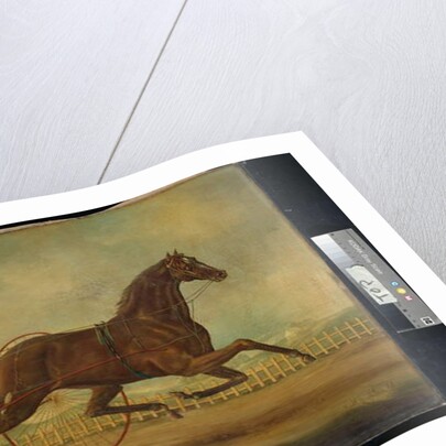 Rarus by Nicholas Winfield Scott Leighton