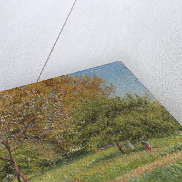 The Great Walnut Tree, Morning, Eragny by Camille Pissarro