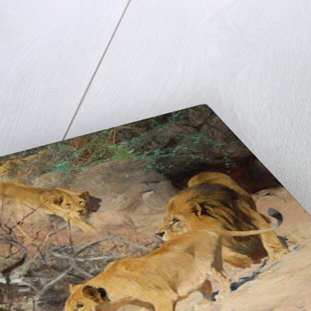 A Pride of Lions on the Prowl by Wilhelm Kuhnert