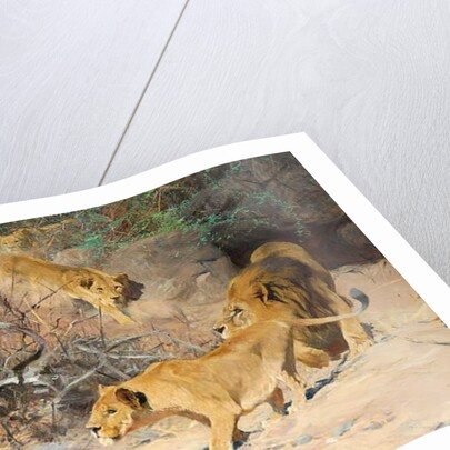 A Pride of Lions on the Prowl by Wilhelm Kuhnert