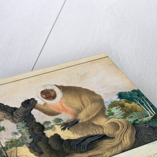 The Saki Monkey, 1835 by Aloys Zotl