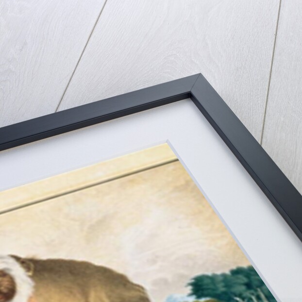 The Saki Monkey, 1835 by Aloys Zotl