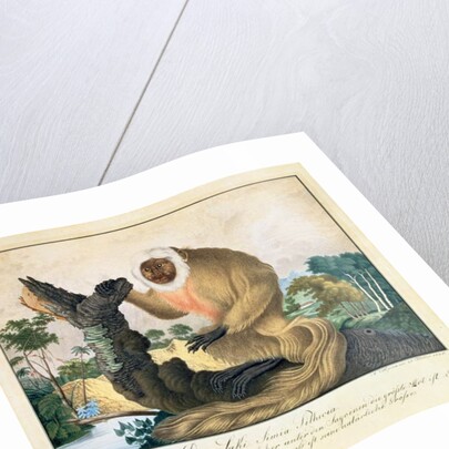 The Saki Monkey, 1835 by Aloys Zotl