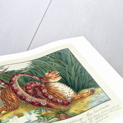 The Tiger and the Boa Constrictor, 1835 by Aloys Zotl