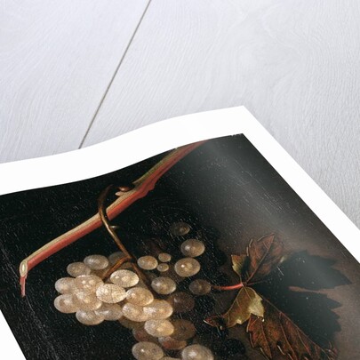 A Bunch of Grapes Hanging before a Stone Wall, 1709 by Simon Peeterz Verelst