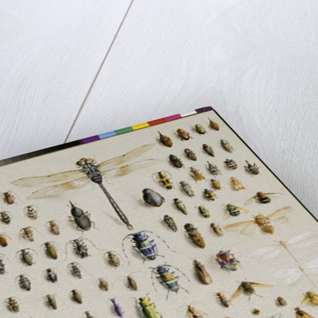 One hundred and fifty insects, dominated at the top by a large dragonfly by Marian Ellis Rowan