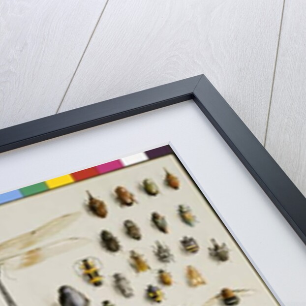 One hundred and fifty insects, dominated at the top by a large dragonfly by Marian Ellis Rowan