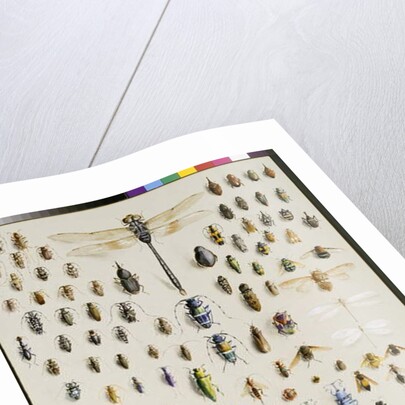 One hundred and fifty insects, dominated at the top by a large dragonfly by Marian Ellis Rowan