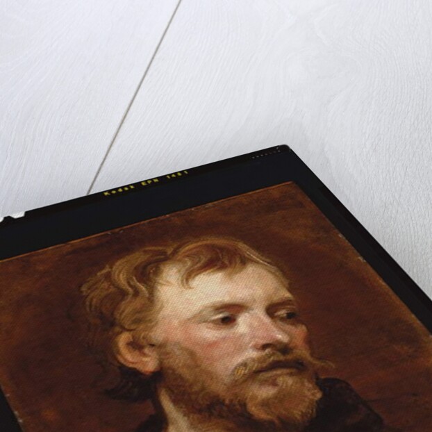A bearded man, a study by Anthony van Dyck