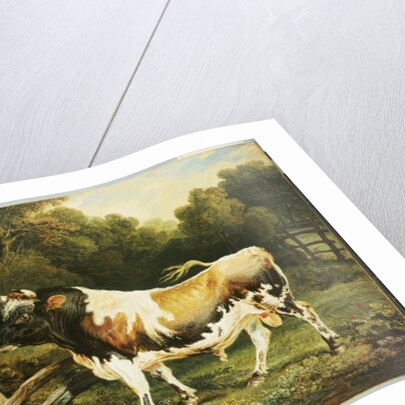 A Bull of the Alderney Breed by James Ward