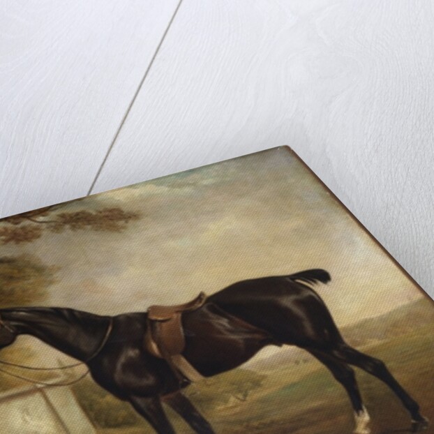 Portrait of Buckle, First Lord Chesham's Hunter, 1836 by John E. Ferneley