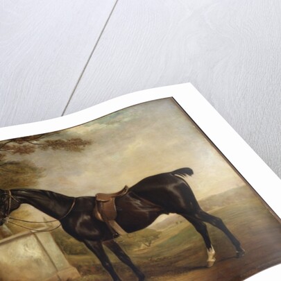 Portrait of Buckle, First Lord Chesham's Hunter, 1836 by John E. Ferneley