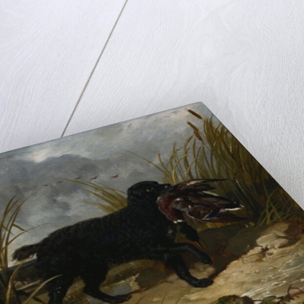 An Irish Water Spaniel Retrieving a Mallard Drake, 1849 by John Frederick Herring Snr