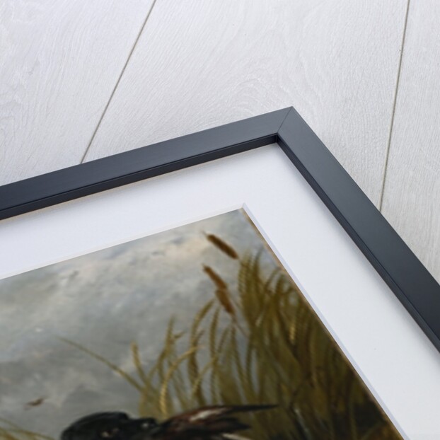 An Irish Water Spaniel Retrieving a Mallard Drake, 1849 by John Frederick Herring Snr