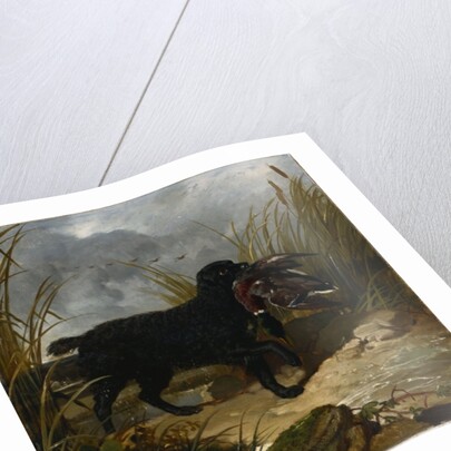 An Irish Water Spaniel Retrieving a Mallard Drake, 1849 by John Frederick Herring Snr