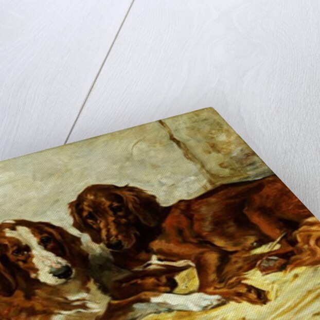 Shot and his Friends - Three Irish Red and White Setters, 1876 by John Emms