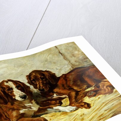 Shot and his Friends - Three Irish Red and White Setters, 1876 by John Emms