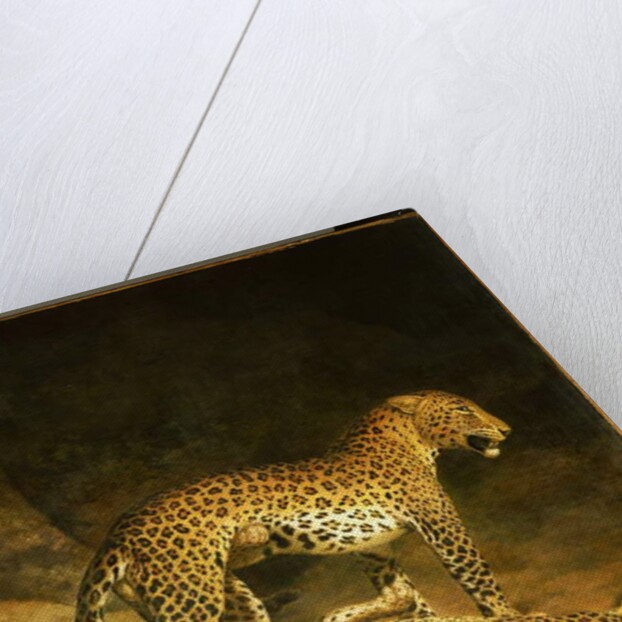 Two Leopards lying in the Exeter Exchange, 1808 by Jacques-Laurent Agasse