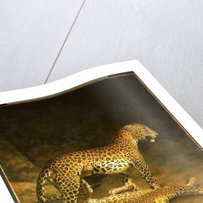 Two Leopards lying in the Exeter Exchange, 1808 by Jacques-Laurent Agasse