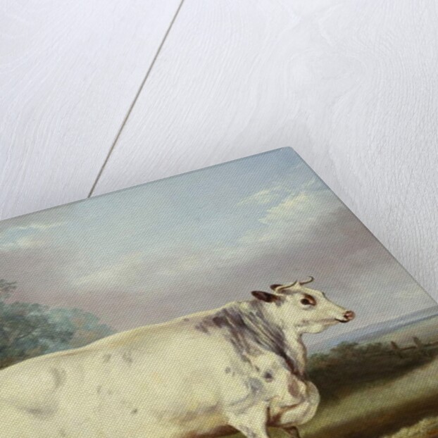 A Prize Cow, 1838 by William Henry Davis