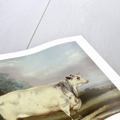 A Prize Cow, 1838 by William Henry Davis