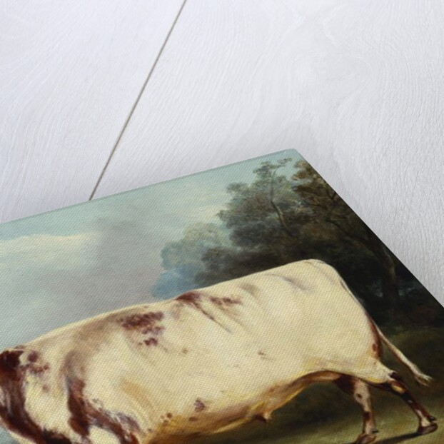 A Prize Bull, 1839 by William Henry Davis