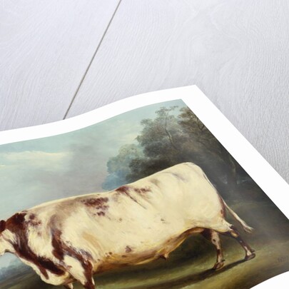 A Prize Bull, 1839 by William Henry Davis