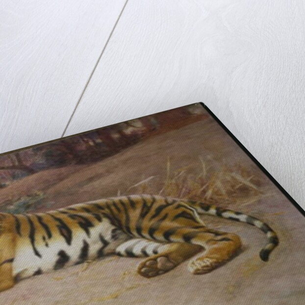 The Tiger by John Charles Dollman