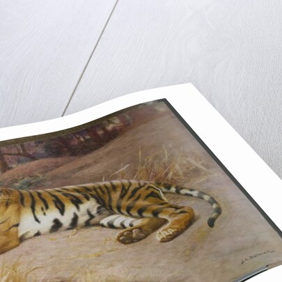 The Tiger by John Charles Dollman