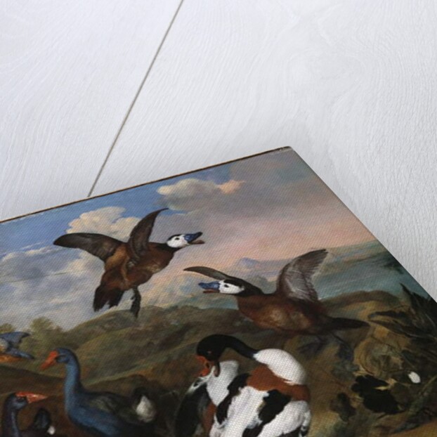 Shell Ducks and other Fowl in a Landscape, 1720 by Ferdinand Phillip de Hamilton