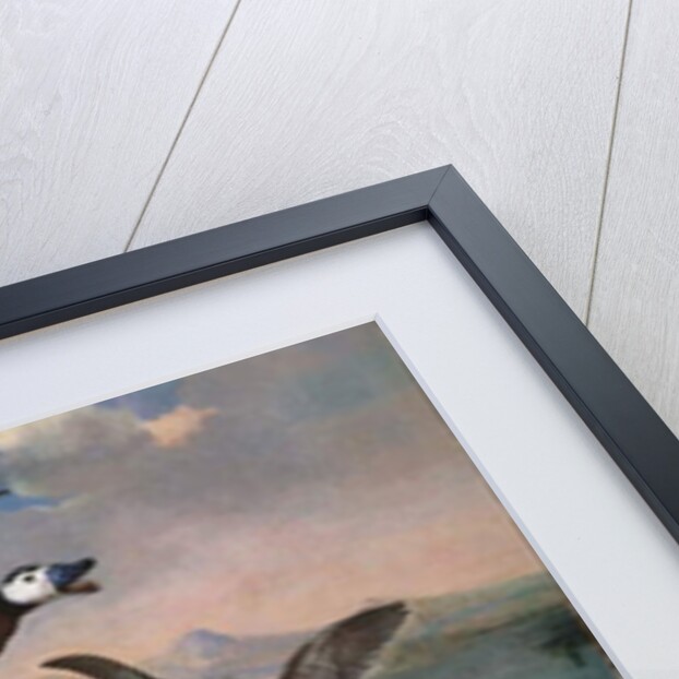 Shell Ducks and other Fowl in a Landscape, 1720 by Ferdinand Phillip de Hamilton