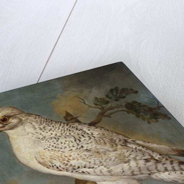 A Falcon on a Branch, 1736 by Ferdinand Phillip de Hamilton