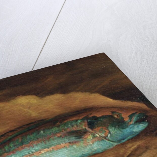 Study of the parrot fish, Samoa, 1890 by John La Farge or Lafarge