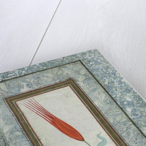 Page from the Turkish Tulip album, Istanbul, 1725 by Turkish School