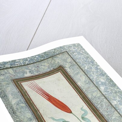 Page from the Turkish Tulip album, Istanbul, 1725 by Turkish School