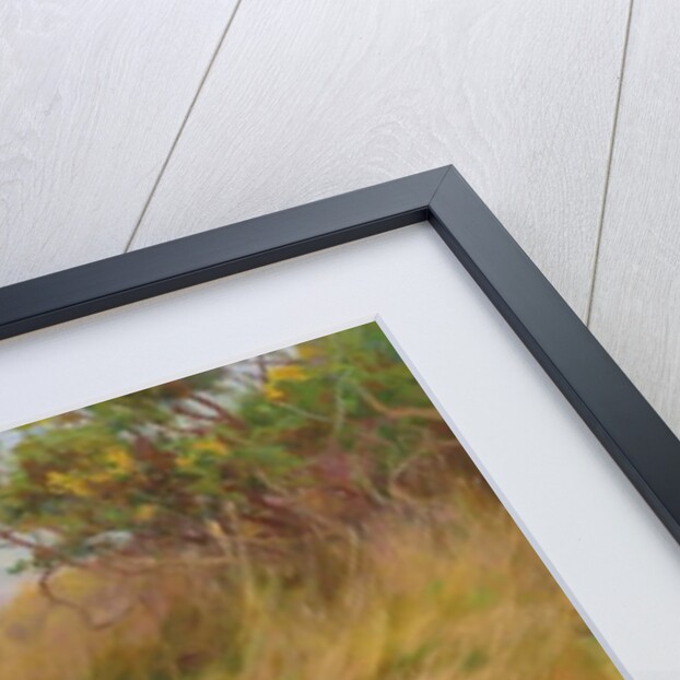 Setters, 2001 by Thomas Blinks