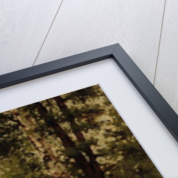 Birch trees by Arkhip Ivanovich Kuindzhi