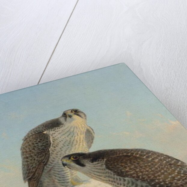 Norwegian gyrfalcon, 1866 by Joseph Wolf