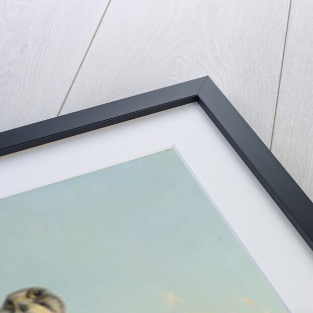 Norwegian gyrfalcon, 1866 by Joseph Wolf