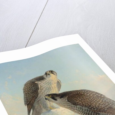 Norwegian gyrfalcon, 1866 by Joseph Wolf