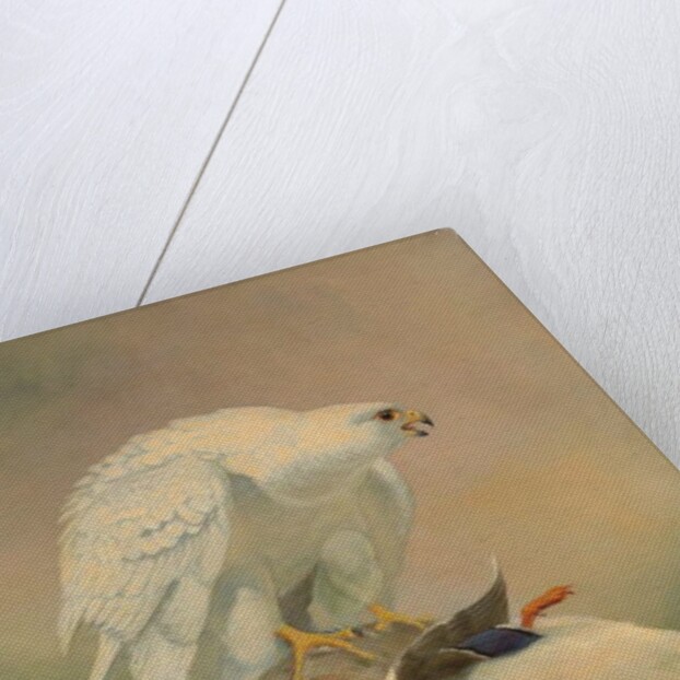 Gyrfalcon and mallard by Joseph Wolf