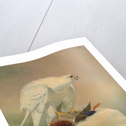 Gyrfalcon and mallard by Joseph Wolf