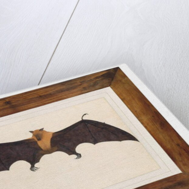 Great Indian Fruit Bat, Pteropus giganteus, with both wings outstretched, c.1778-82 by Das Bhawani