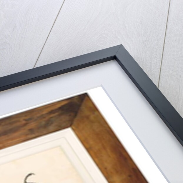 Great Indian Fruit Bat, Pteropus giganteus, with both wings outstretched, c.1778-82 by Das Bhawani