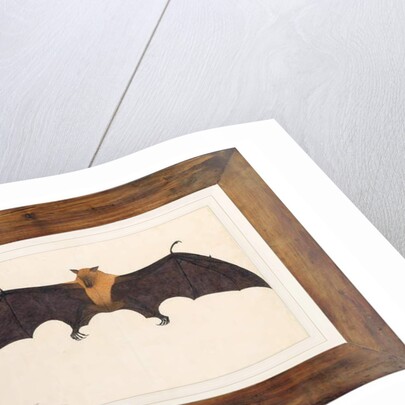 Great Indian Fruit Bat, Pteropus giganteus, with both wings outstretched, c.1778-82 by Das Bhawani
