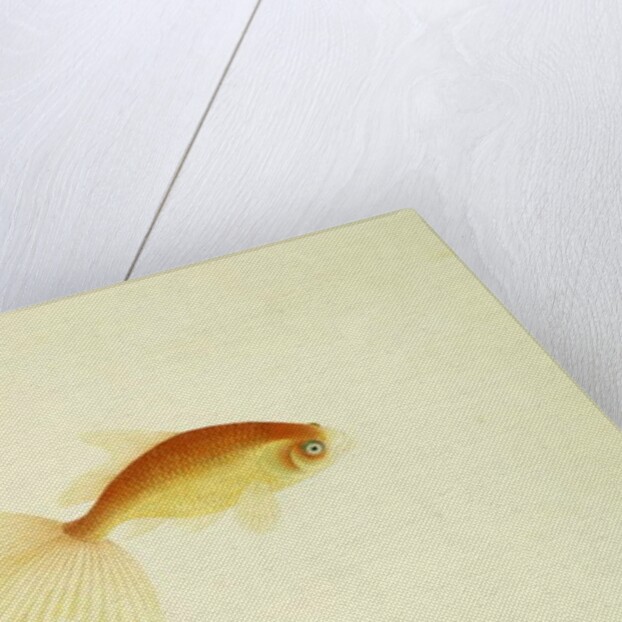 Goldfish by Anonymous