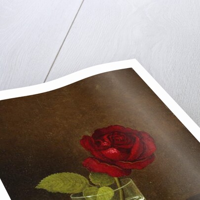 A Red Rose, by Martin Johnson Heade